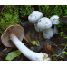 Мицелий Паутинника бело-фиолетового (Cortinarius alboviolaceus)